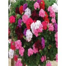 Odea Nura Botanik Sardunya Çiçeği Fidanı, 30 Adet, Karışık Renk, 10-25CM, Tüplü
