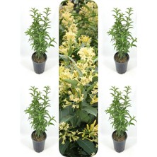 Odea Gardenbox Melisa Kolanya Çiçeği, 50-70 Cm, 4 Adet Saksılı Çiçekli Dış Mekan Bitkisi