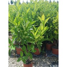 Odea Nura Botanik Kartopu Viburnum Lucidum ile Uyumlu 4 Adet 60-80 cm Saksılı Dış Mekan Bahçe Peyzaj Çit Bitkisi, Çok Renkli