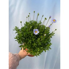 Odea Gardenbox Mavi Çalı Papatyası, Saksılı 15-30 Cm, Bahçe Peyzaj Bitkisi, Çok Renkli