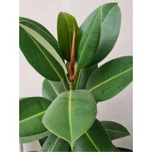Odea Videolu Kauçuk Bitkisi Tek Gövde 1 Adet Saksılı 50-60CM Ev Ofis Salon Bitkisi (Ficus Elastica)