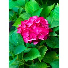 Odea Gardenbox Fuşya Renk Çiçekli Ortanca Fidanı, 30-60 Cm, Tüplü, Hydrangea
