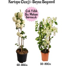 Odea Nura Botanik Kartopu Çiçeği 1 Adet + Beyaz Begonvil 1 Adet Saksılı Bahçe Peyzaj Seti