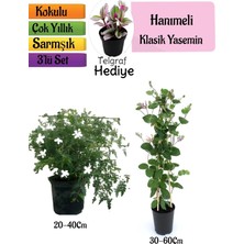 Odea Nura Botanik Klasik Kokulu Yasemin, Kokulu Hanımeli Çiçeği, Telgraf Çiçeği 3'lü Peyzaj Seti