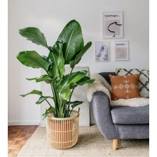 Odea Çok Köklü Starliçe 60-80CM Saksılı Iç Mekan Çiçeği Formlu
