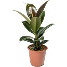 Odea Gardenbox Ficus Elastica Kauçuk Bitkisi, Tek Gövdeli, Terracotta Saksı