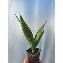 Odea Paşa Kılıcı Sansevaria Peygamber Kılıç Çiçeği 15-25 cm