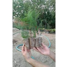 Odea Nura Botanik Leylandi Fidanı, 20 Adet, 15-25CM, Tüplü