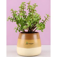 Odea Gardenbox Yeşim Para Bitkisi, Saksılı, 15-30 Cm, Yenilebilir, Iç Mekan Çiçeği
