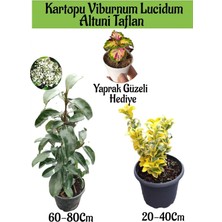 Odea Kampanyalı Kartopu Viburnum Lucidum 1 Adet Altuni Taflan 1 Adet Yaprak Güzeli Hediye Bahçe Bitkisi, BTS1852024NA09