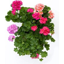 Odea Gardenbox Geranium Sakız Sardunya Çiçeği, 3 Adet, Karışık Renk, Saksılı Bodur Bitkiler