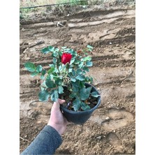Odea Nura Botanik Kırmızı Gül Fidanı, Çok Renkli