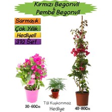 Odea Kırmızı Renk Begonvil+Pembe Begonvil+Tül Kuşkonmaz 3'lü Peyzaj Seti