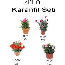 Odea Gardenbox 4'lü Set Karanfil Çiçeği, Kırmızı-Pembe, 10-20 Cm, Dış Mekan Bitkisi