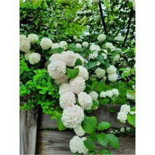 Odea Videolu Kartopu Çiçeği Tüplü 1 Adet Tüplü/saksılı 30-55 cm Dış Mekan Bitkisi (Viburnum Opulus)