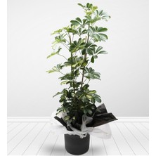 Odea Gardenbox Videolu Çift Dal Alacalı Şeflera Çiçeği, 45-90 Cm, Saksılı, Iç Mekan Bitkileri
