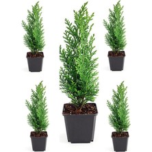 Odea Nura Botanik Limoni Servi Fidanı, 5 Adet Saksılı, 30-55 Cm, Dış Mekan Bitkisi, Cupressus Macrocarpa