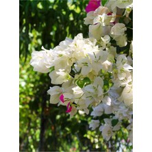 Odea Nura Botanik Beyaz Begonvil Çiçeği Fidanı, 40-60 Cm, Saksılı