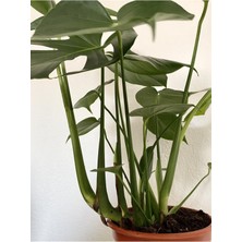 Odea Videolu Deve Tabanı Geniş Yapraklı 1 Adet Saksılı 60-100CM Iç Mekan Bitkisi Monstera Deliciosa