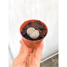 Odea Gardenbox Taş Kaktüs Lithops 5.5 cm Saksıda