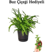 Odea Hediyelik Aşk Merdiveni Çiçeği Sevgililer Gününe Özel Buz Çiçeği Hediyeli, BTS001NU080240