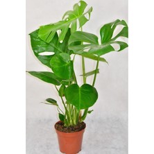 Odea Gardenbox Monstera Deliciosa Deve Tabanı Bitkisi, 60-100 Cm, Saksılı, Iç Mekan Salon Ofis Bitkisi