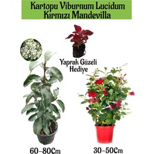 Odea Gardenbox Kartopu Viburnum, Kırmızı Mandevilla, Yaprak Güzeli Bahçe Bitkisi Seti, 3 Adet