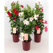 Odea Bitkim Sende Karışık Renk Mandevilla 30-60 cm Saksılı Tırmanıcı Çiçekli Bahçe Bitkisi