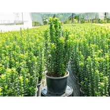 Odea Nura Botanik Yeşil Taflan Çiçeği Fidanı, 40-60CM, Saksılı, Euonymus Japonicus