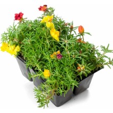 Odea Karışık Renk 3 Adet Kedi Tırnağı Ipek Çiçeği 10-15CM Saksılı (Portulaca Grandiflora)