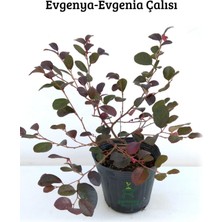 Odea Nadir Tür Eugenia Etna Fire Evgenya Çalısı Bahçe Peyzaj Bitkisi 50-70CM Saksılı