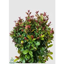 Odea Nura Botanik Eugenia Etna Fire Ağacı Fidanı, Saksılı, 50-70CM, Dış Mekan