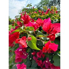 Odea Gardenbox Begonvil Sarmaşığı, Kırmızı, Bougainvillea