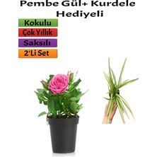 Odea Gardenbox Pembe Gül, Kurdela Çiçeği Hediyeli, Saksılı Dış Mekan Bitkisi, 2'li Set
