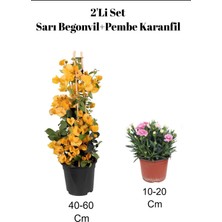 Odea Nura Botanik 2'li Set Sarı Begonvil + Pembe Karanfil Çiçeği Dış Mekan Bitkisi, 40-60 cm