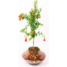 Odea Gardenbox Tüplü Ufak Meyveli Cüce Boylu Süs Nar Fidanı