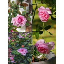 Odea Nura Botanik Yediveren Pembe Renkli Aşılı Gül Fidanı, 30-50 Cm, 3 Adet Tüplü