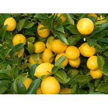 Odea Gardenbox Yediveren Limon Fidanı, 2 Yaş Aşılı, Saksı Yetiştiriciliğine Uygun, 90-150CM