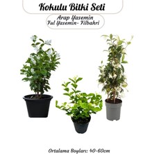 Odea Nura Botanik Yoğun Kokulu Bahçe Çiçeği Seti, Ful Yasemin, Arap Yasemin, Filbahri Çiçeği, 40-60 cm