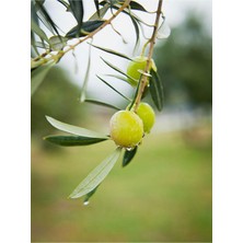 Odea Nura Botanik Gemlik Zeytin Fidanı, 1 Adet, 50-70 Cm, Dış Mekan