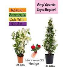 Odea Gardenbox Kokulu Arap Yasemini, Beyaz Begonvil, Mini Gül Hediyeli 3'lü Bahçe Seti