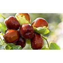 Odea Hünnap Fidanı (Iri Meyveli Tüplü) 70-90 cm Bol Verimli