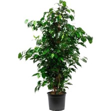 Odea Videolu Yeşil Benjamin Ağacı Fidanı 1 Adet Saksılı/tüplü 40-60CM Iç Mekan Ofis Bitkisi(Benjamina)