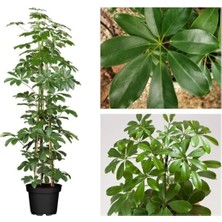 Odea Videolu Yeşil Şeflera Tek Dallı Salon Bitkisi 1 Adet Saksılı 60-80CM Iç Mekan Bitkisi (Schefflera)