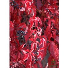 Odea Canlı Saksılı Duvar Sarmaşığı Kışın Kırmızı Renklidir 50-80CM Bahçe Bitkisi