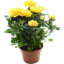 Odea Gardenbox Yediveren Kokulu Sarı Gül Fidanı, 5 Adet, Saksılı, 30-65 cm