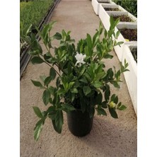 Odea Bitkim Sende Gardenya Çiçeği, Saksılı, 25-40CM, Beyaz, Salon Bitkisi