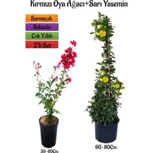 Odea Nura Botanik Kırmızı Oya Ağacı Fidanı + Sarı Yasemin Fidanı 2'li Bahçe Peyzaj Seti