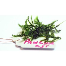 Odea Pancuraji Moss 5x5 Yeni Sarım Canlı Bitki
