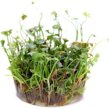 Odea Marsilea Hirsuta In Vitro Canlı Bitki